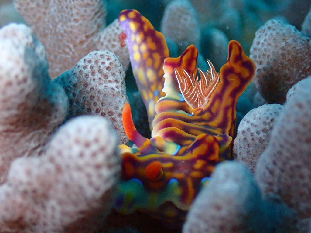 ミアミラウミウシ