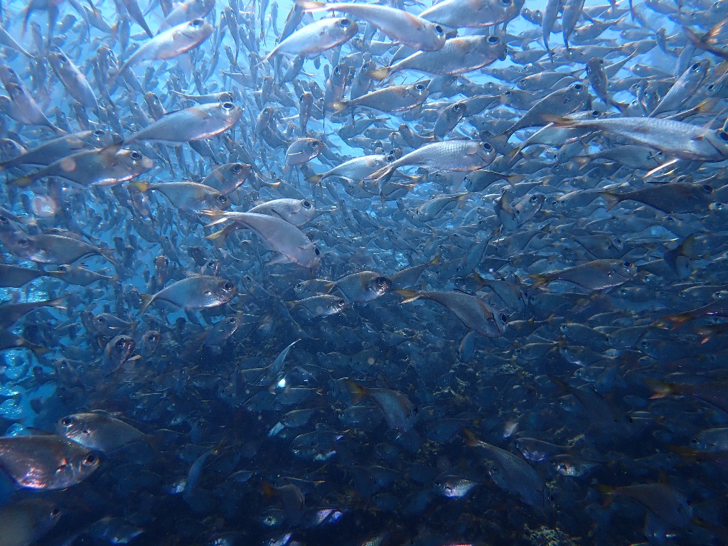 フェスティバル