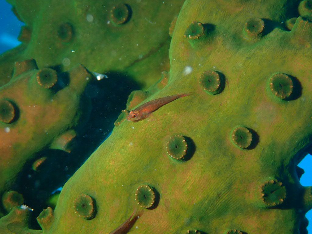 イロワケガラスハゼ