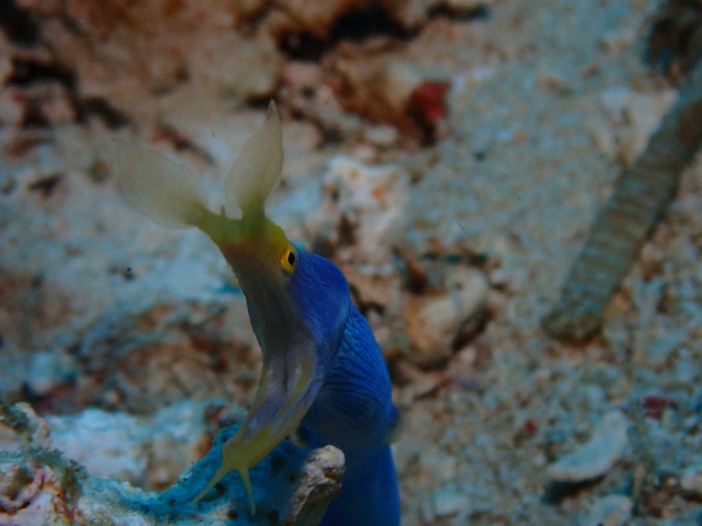 憧れのハナヒゲウツボ