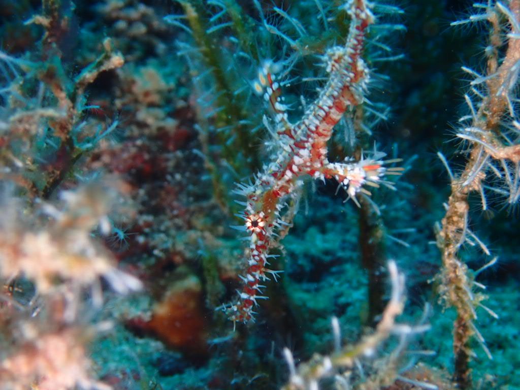 ニシキフウライウオ