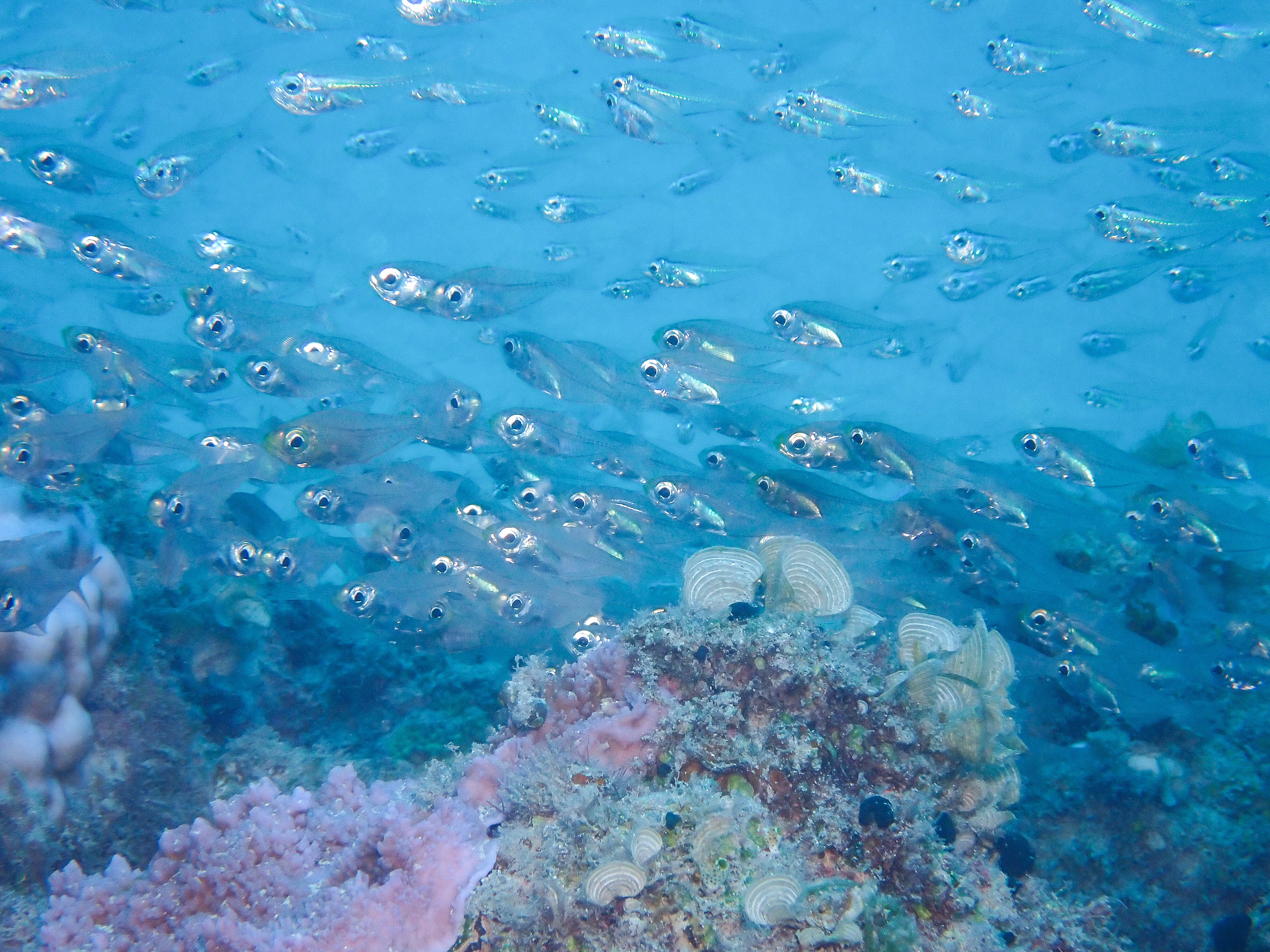 スカシテンジクダイ