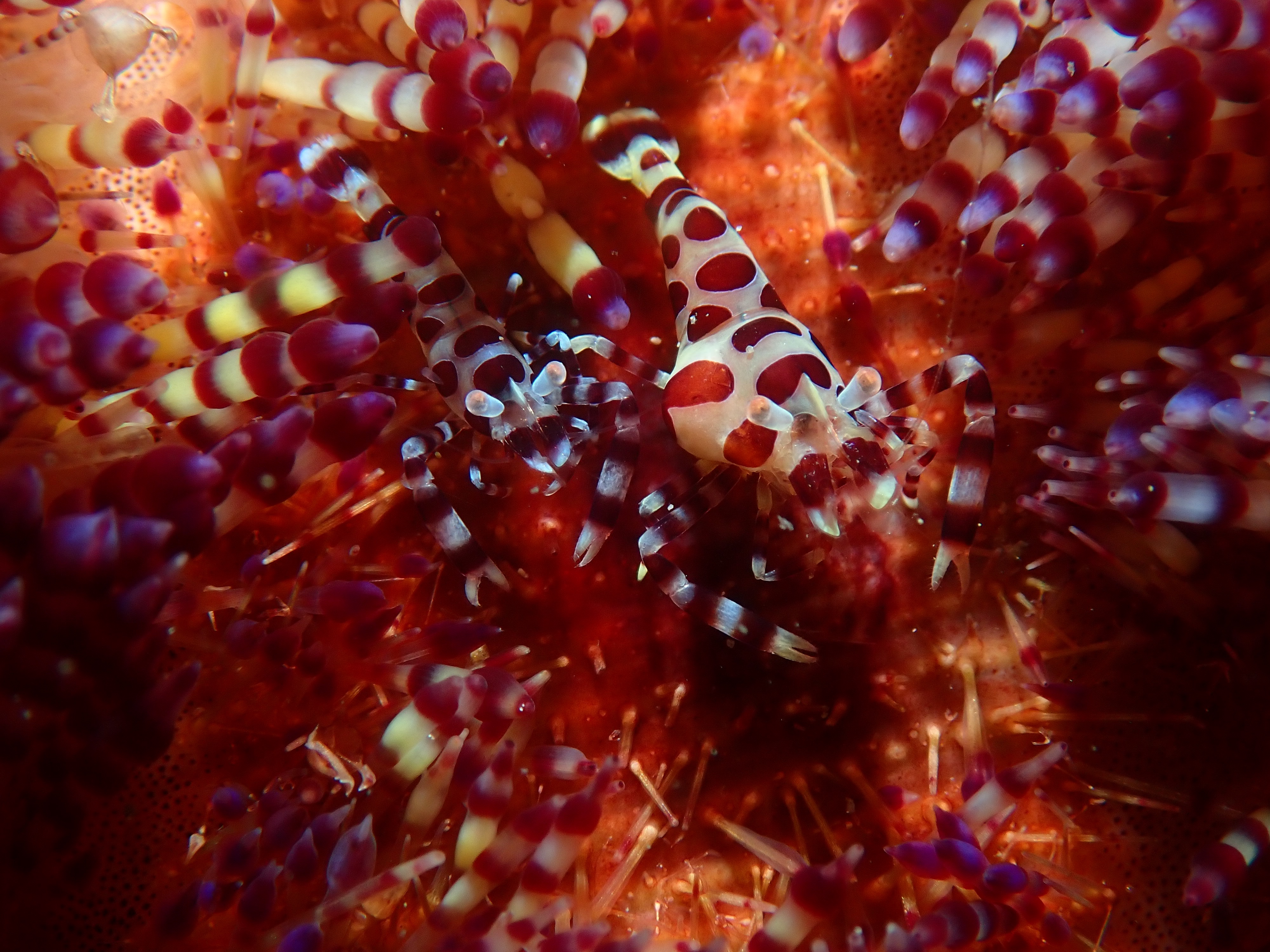 フィリピンの艶やかなエビ